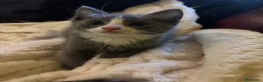 Gizmo