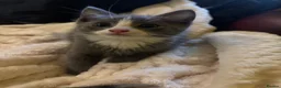 Ragdoll cats for sale: 🐾 Gorgeous Ragdoll Cross Kittens🐾 - Advert 6