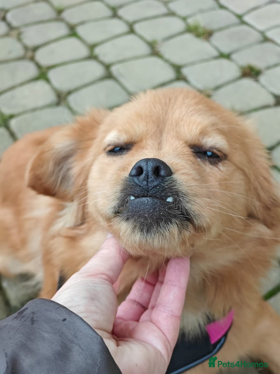 Mixed Breed dogs for adoption: 💖🐶 SILVIA 🐶💖 - Advert 7