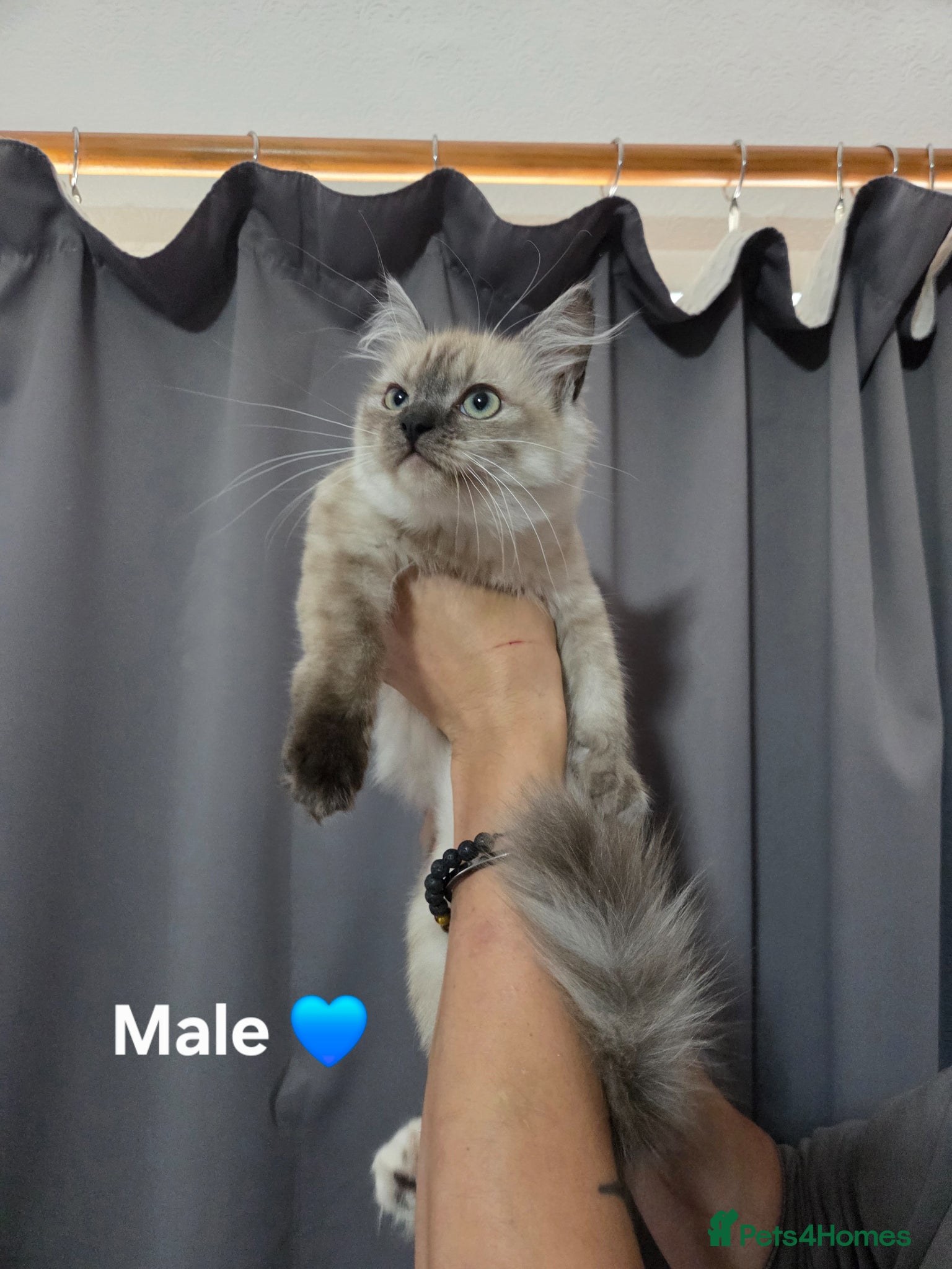 Ragdoll cats for sale: RAGDOLL KITTENS AVALIABLE NOW  - Advert 4