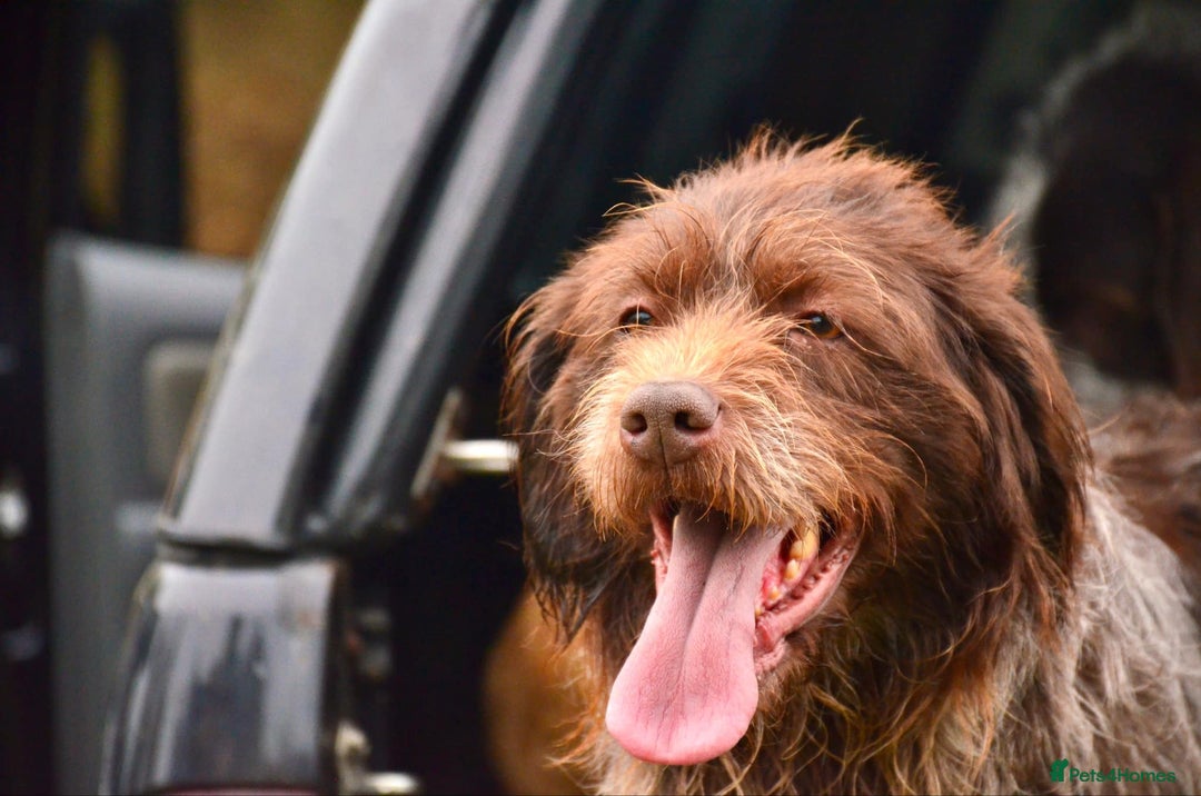 Mixed Breed dogs for sale: Gorgeous German Wirehaired Pointer X puppies  - Image 8