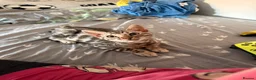 Bengal cats for sale: Silver Bengal Male - Advert 1