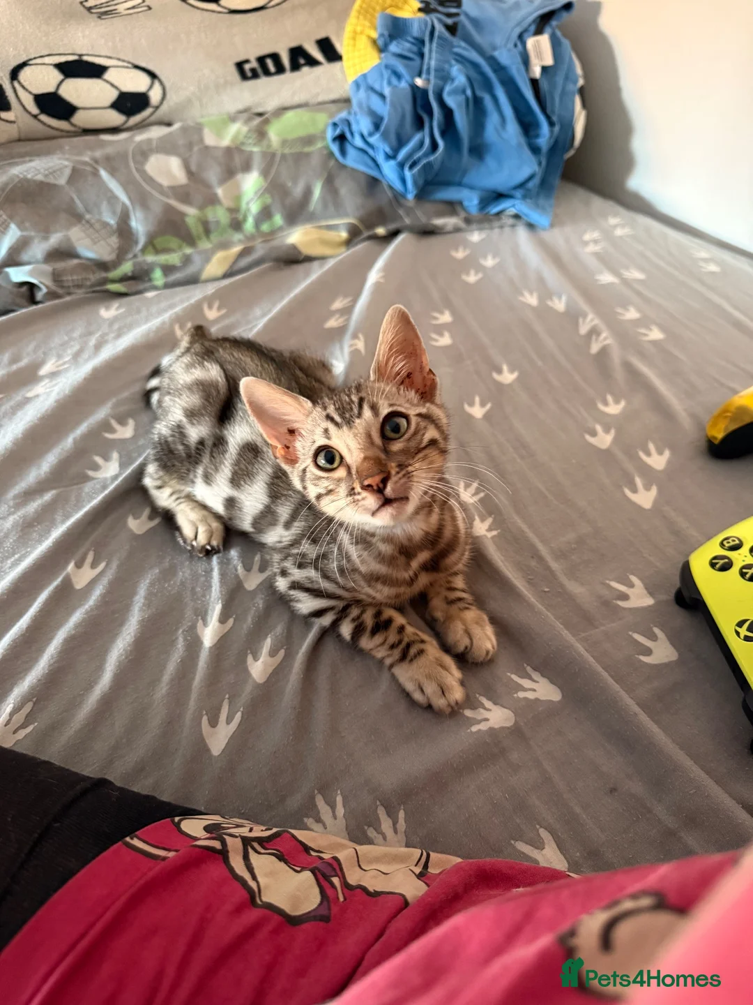 Bengal cats for sale: Silver Bengal Male - Advert 1