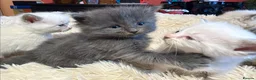Ragdoll cats for sale: Adorable Ragdoll X Kittens - Advert 10