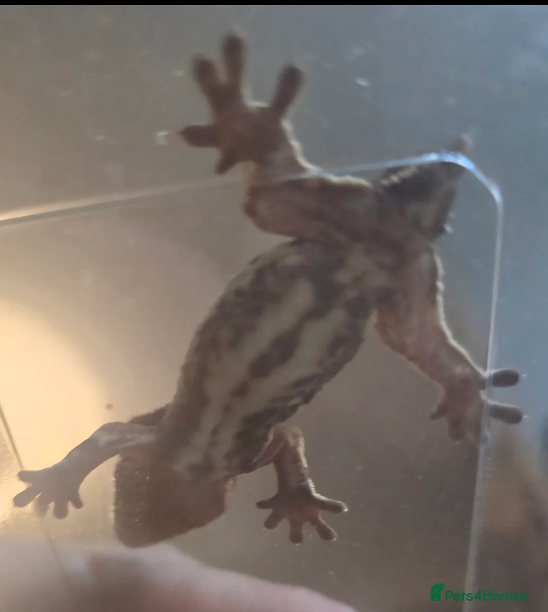 Gecko reptiles for sale: Red base Lilly White- Crested gecko - Advert 7