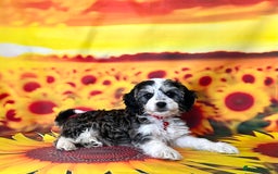 Cockapoo dogs for sale: ⭐️Rare Silver Phantom DNA CLEAR Mini F1 Cockapoos - Image 1