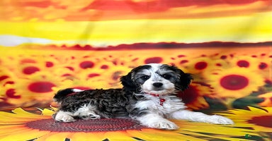 Cockapoo dogs - Advert 1