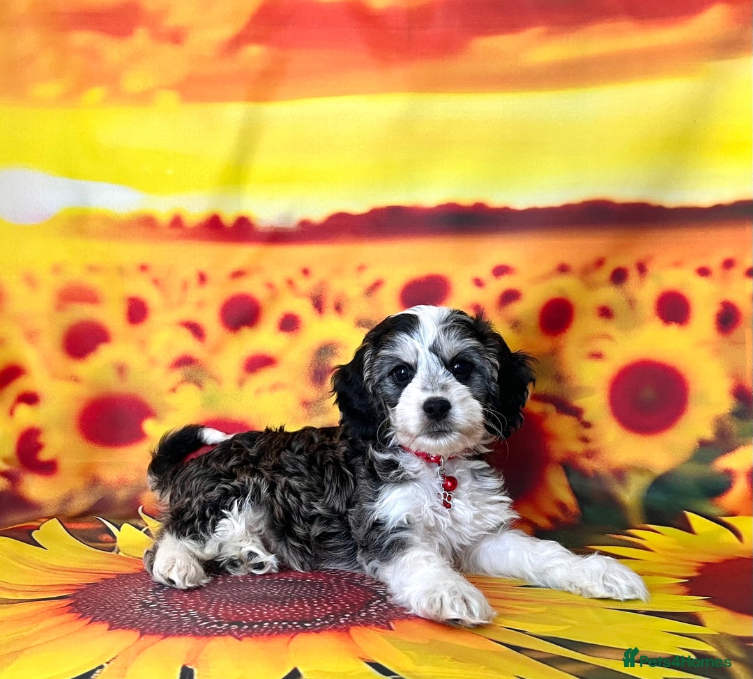 Cockapoo dogs for sale: ⭐️Rare Silver Phantom DNA CLEAR Mini F1 Cockapoos - Image 1