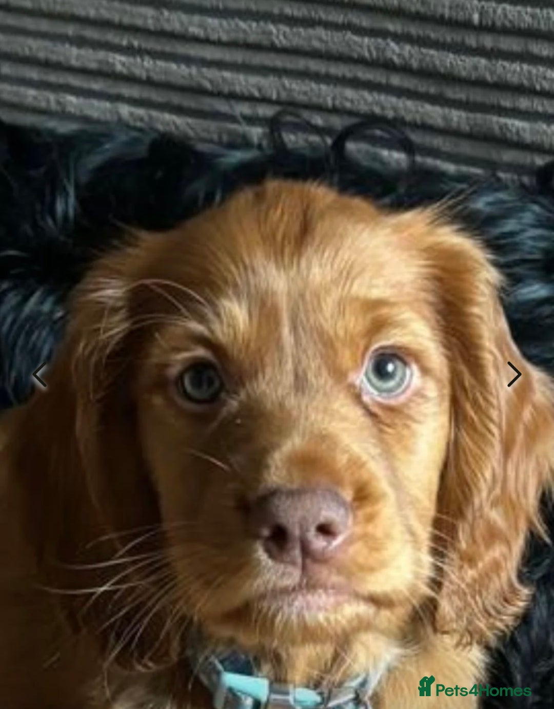 Cocker Spaniel dogs for stud: Proven KC Working cocker spaniel standing at stud in Wigan - Advert 8