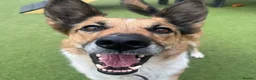 Mixed Breed dogs for adoption: 💙TITO💙 6½ years old, low-medium, only 15 kg boy - Advert 6