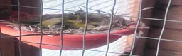 Canaries birds for sale: Pair of canaries in Bridlington - Advert 1