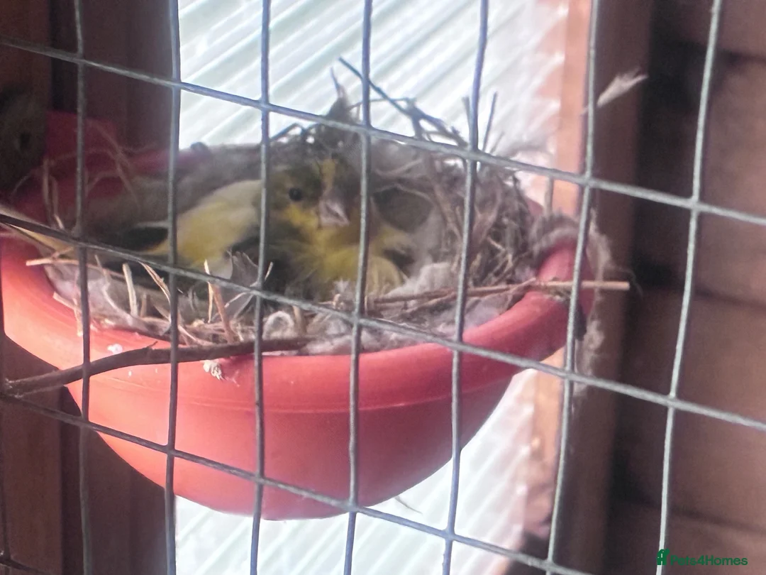 Canaries birds for sale: Pair of canaries in Bridlington - Advert 1