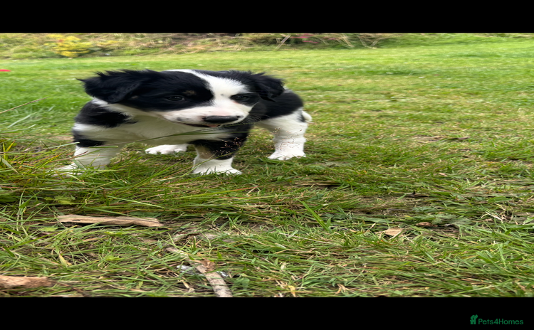 Mixed Breed dogs - Advert 3