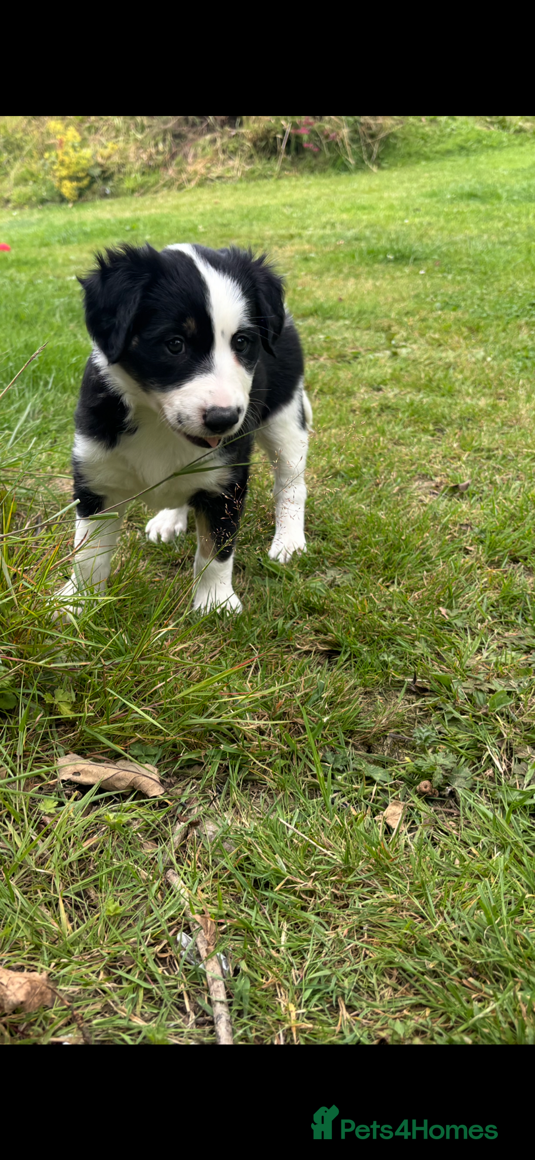 Mixed Breed dogs for sale: Collie x Lurcher Springer - Image 1