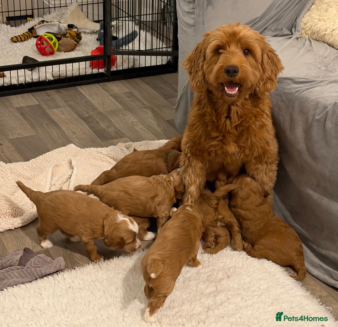 Australian Labradoodle dogs for sale: Australian Labradoodle Puppies  - Advert 1