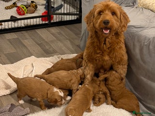 Australian Labradoodle dogs Australian Labradoodle Puppies - Advert 1