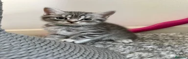 British Shorthair 1