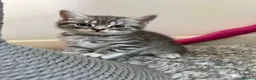 British Shorthair cats for sale: Pure breed Scottish Fold &Straight grey tabby  in Chatham - Advert 22