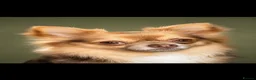 Chihuahua dogs for stud: 🐾 stunning long hair Chihuahua for stud   🐾 - Advert 3
