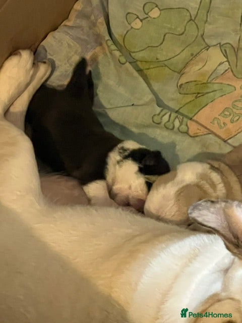 Pug dogs Adorable Panda Pug Puppies  - Advert 1