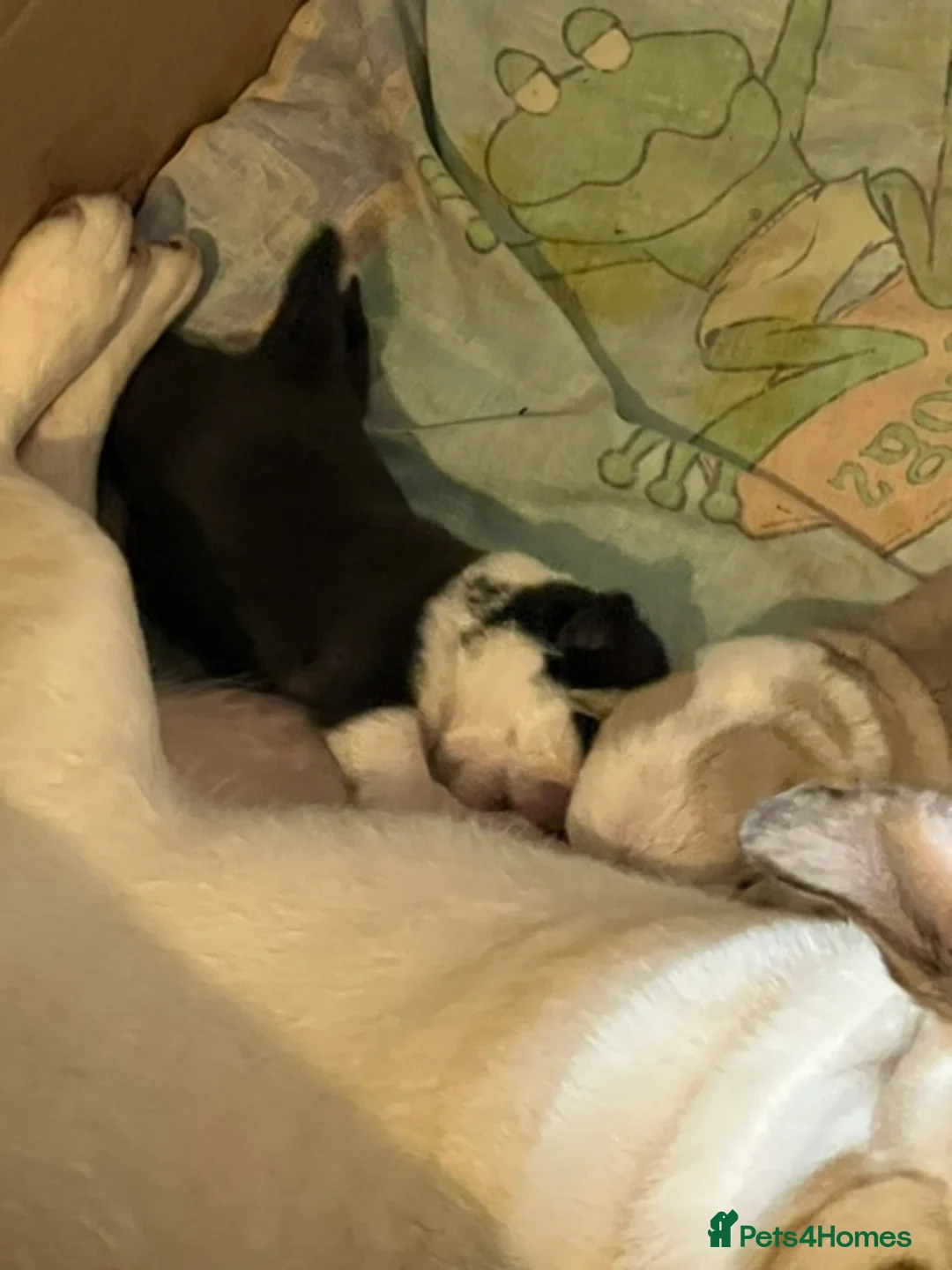 Pug dogs for sale: Adorable Panda Pug Puppies  in Duns - Advert 1