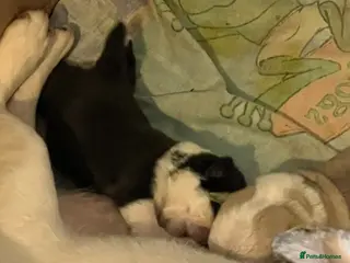 Pug dogs Adorable Panda Pug Puppies - Advert 1