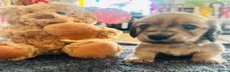 Miniature Dachshund dogs for sale: KC REG Miniature LH Dachshund puppies for sale  - Advert 5