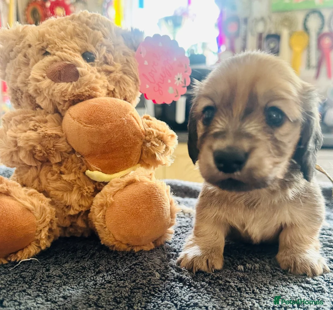 Miniature Dachshund dogs for sale: KC REG Miniature LH Dachshund puppies for sale  - Advert 5