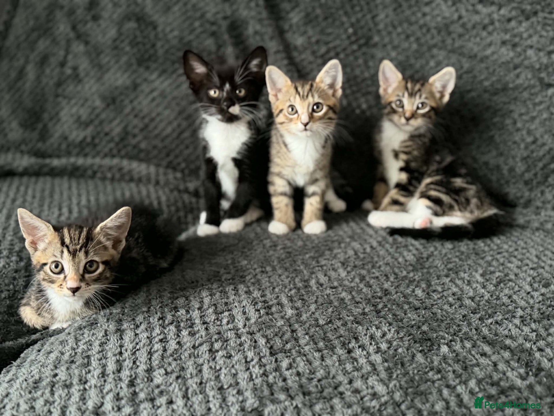 Bengal cats Bengal mix bread kittens  - Advert 10