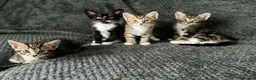 Bengal cats for sale: Bengal mix bread kittens  - Advert 13