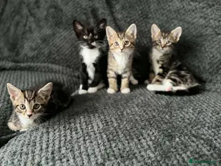 Bengal cats mix bread kittens - Advert 1