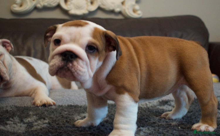 English Bulldog dogs - Advert 1