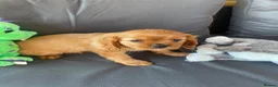 Cavalier King Charles Spaniel dogs for sale: Health tested parents Cavalier King Charles ready  - Advert 2