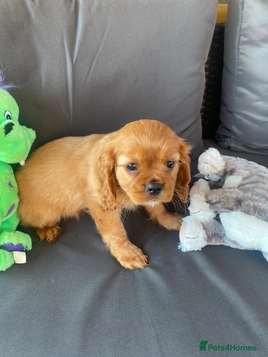 Cavalier King Charles Spaniel dogs for sale: Health tested parents Cavalier King Charles ready  - Advert 2
