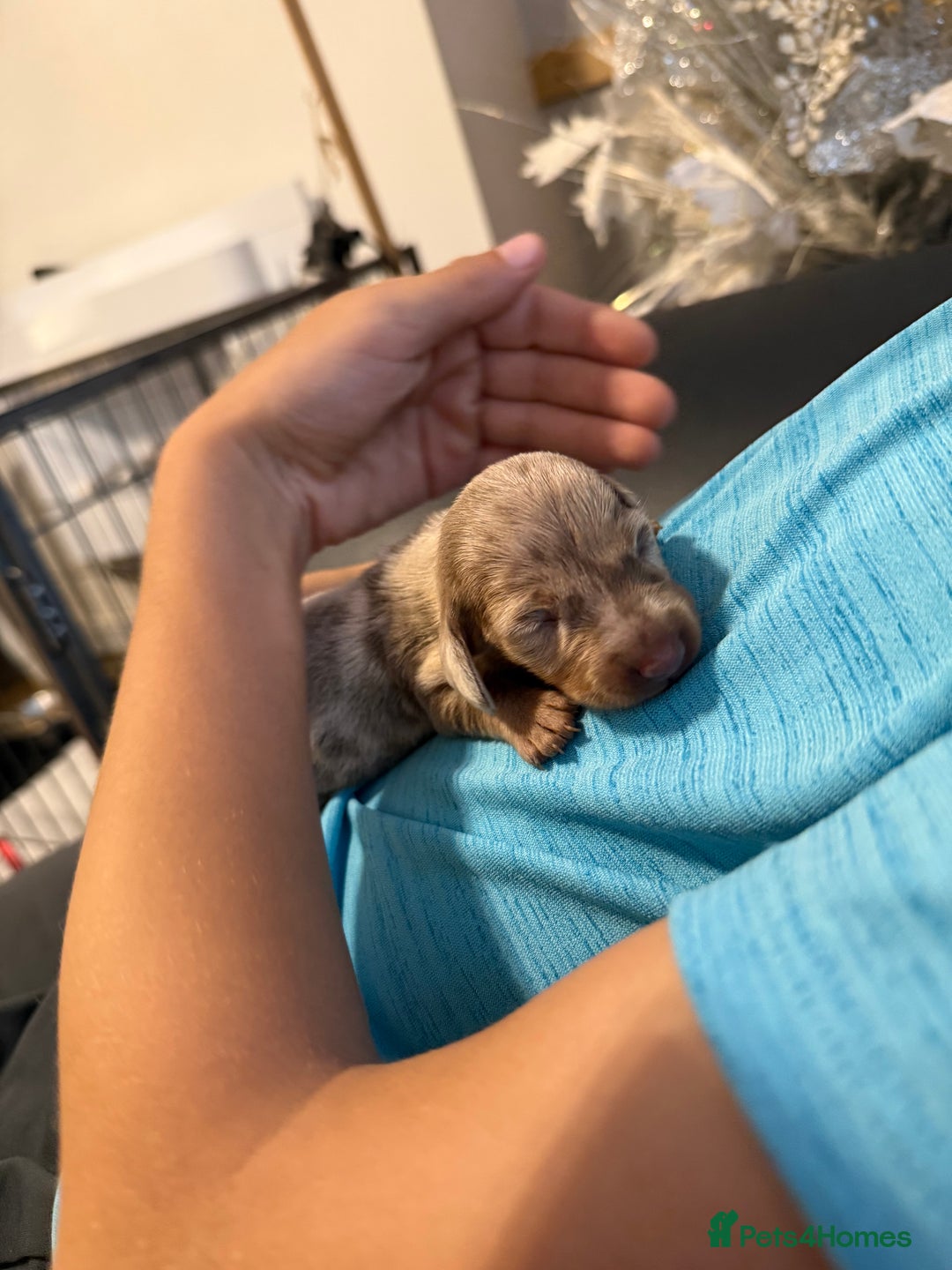 Miniature Dachshund dogs for sale: ❤️🐶 Miniature dachshund puppies 🐶❤️ - Image 11
