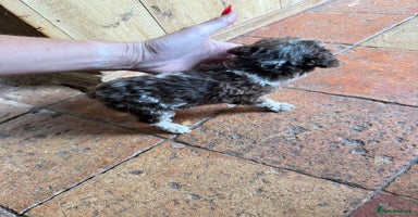 Toy Poodle dogs - Advert 4