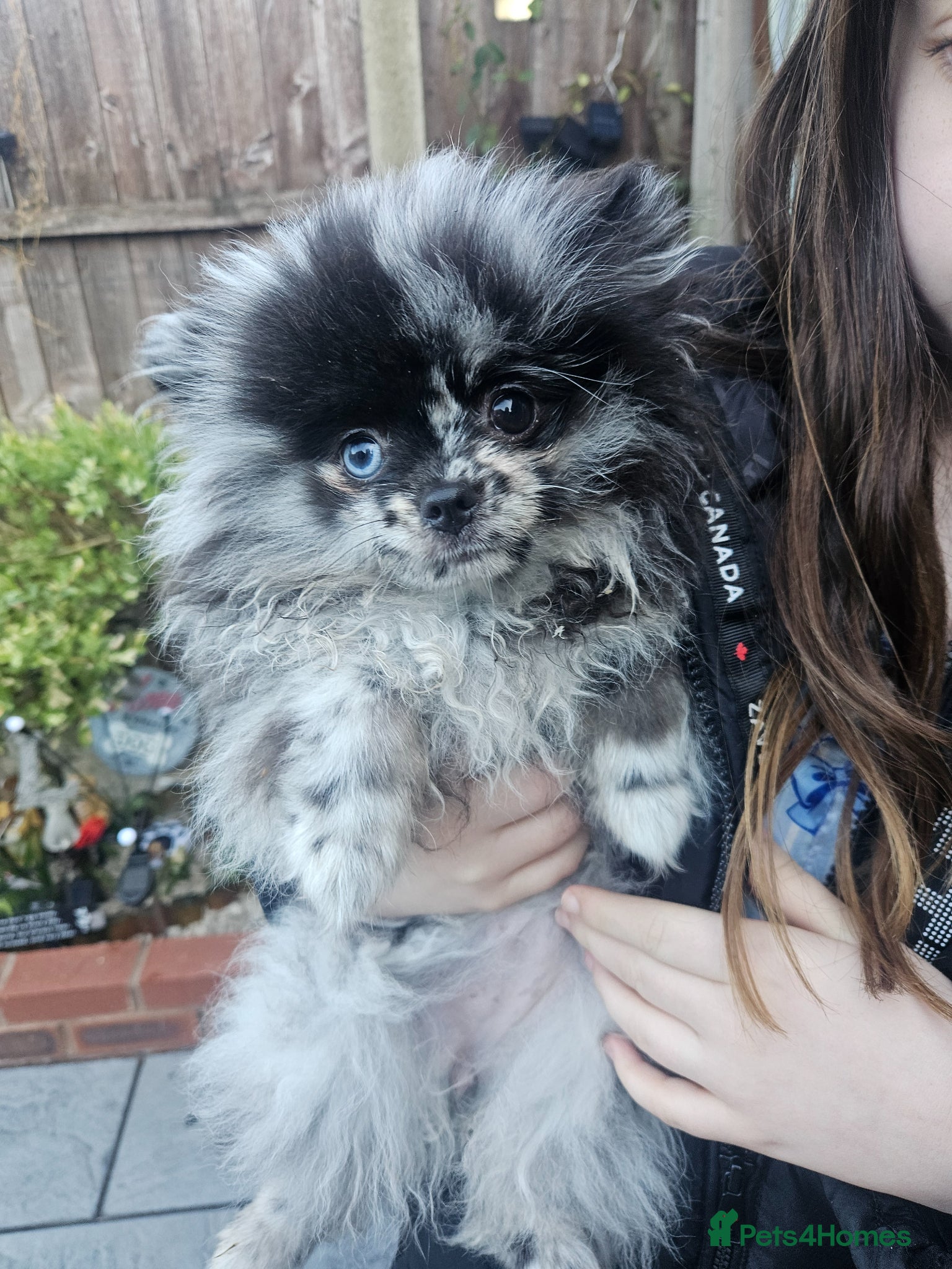 Pomeranian dogs Female pomeranian  - Advert 4