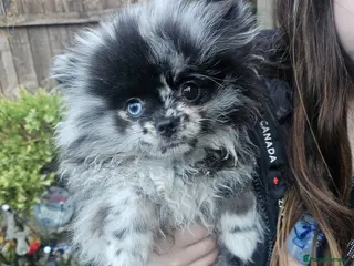 Pomeranian dogs Female pomeranian - Advert 4