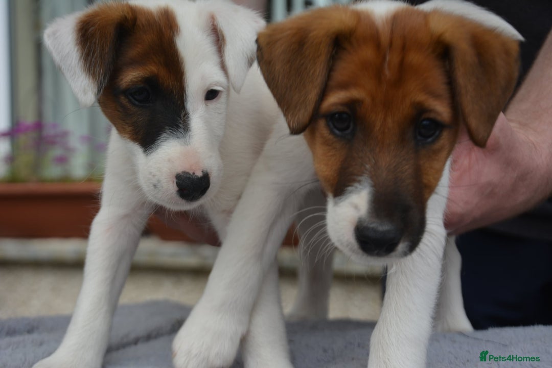 Fox Terrier dogs for sale: Smooth Fox Terrier  - Image 2