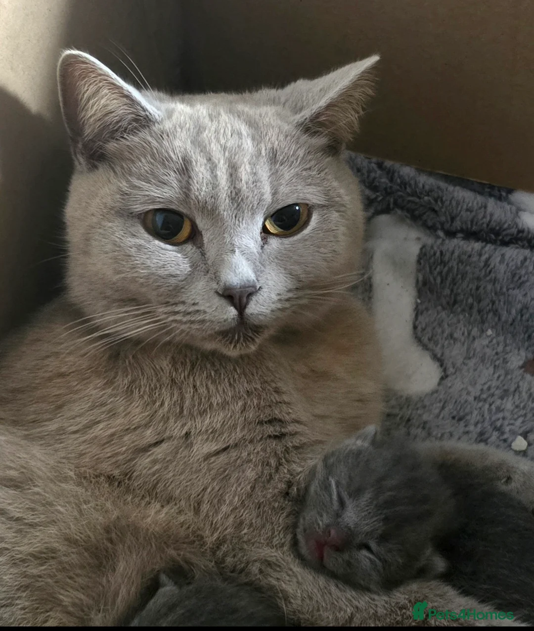 Mixed Breed cats for sale: British Short-hair cross babies 🐾 in Saint Austell - Advert 1