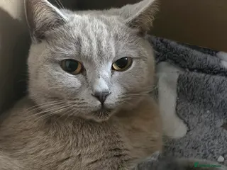 Mixed Breed cats British Short-hair cross babies 🐾 - Advert 1