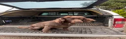 Cocker Spaniel dogs for adoption: Doug  - Advert 2