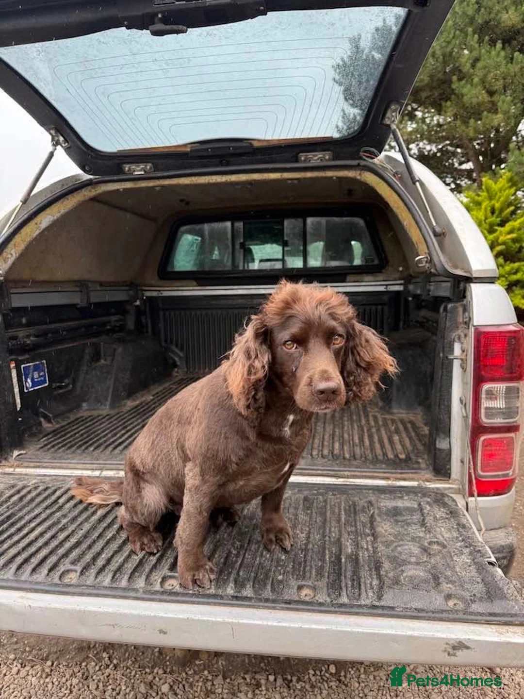 Cocker Spaniel dogs for adoption: Doug  - Advert 2