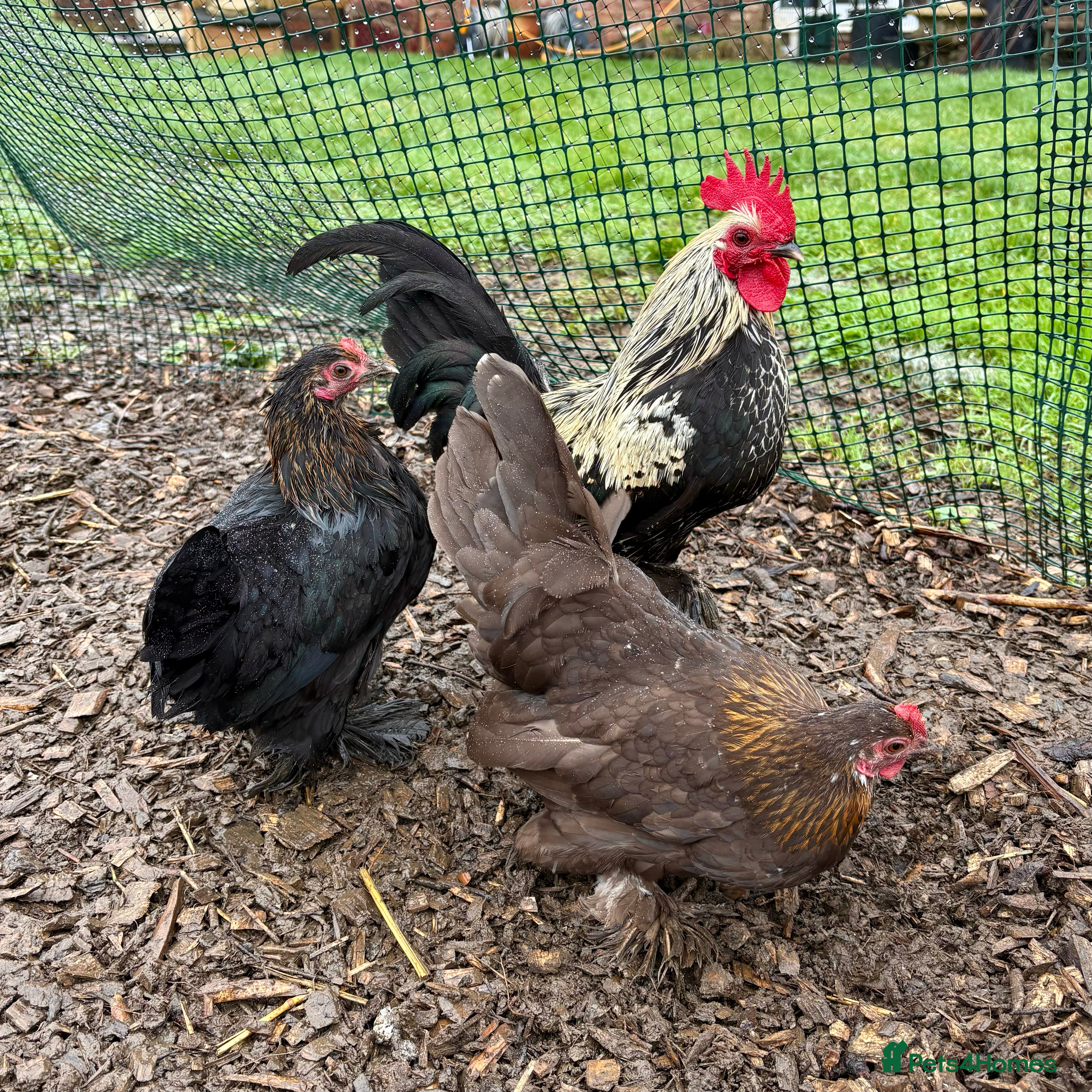 Chickens poultry Sablepoot/Booted Bantam Hens (5 for £100) - Advert 12