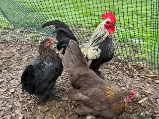 Chickens poultry Sablepoot/Booted Bantam Hens (5 for £100) - Advert 12