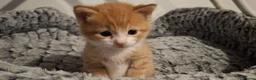 Mixed Breed cats for sale: Beautiful ginger kitten - Advert 3