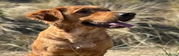 Golden Retriever dogs for sale: Waiting list open  - Advert 37