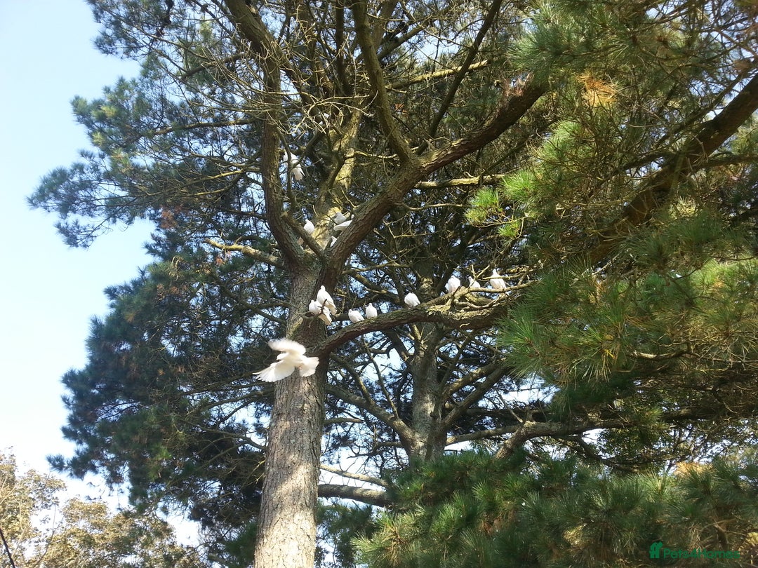 Doves birds for sale: Pure White Strait Tailed Doves - Advert 3