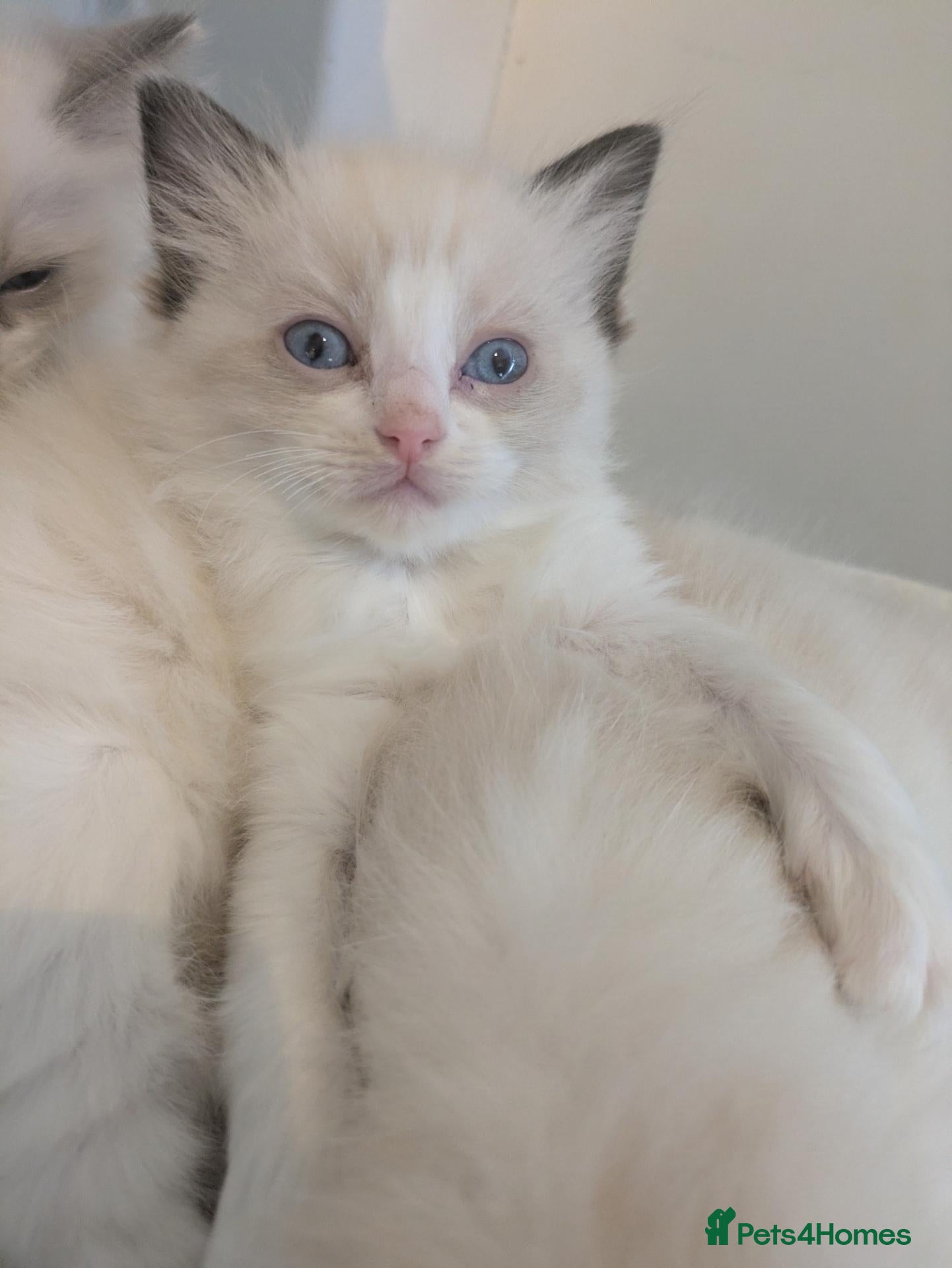 Ragdoll cats Ragdoll Kitten *GCCF*  - Advert 18