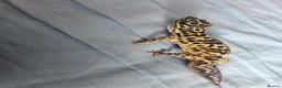 Leopard Gecko reptiles for sale: Leopard gecko for sale  in Doncaster - Advert 5